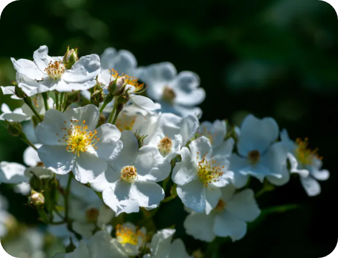 ノイバラ果実エキス