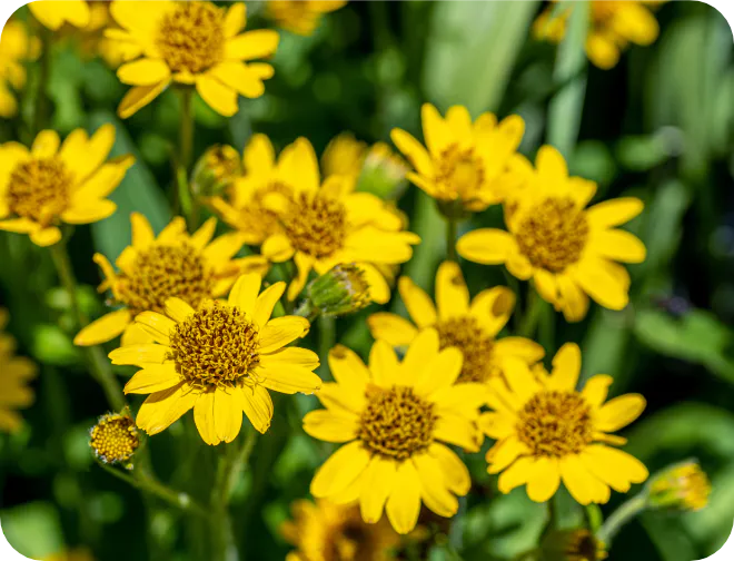 アルニカ花エキス