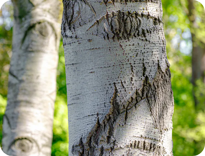 ヨーロッパシラカバ樹皮エキス
