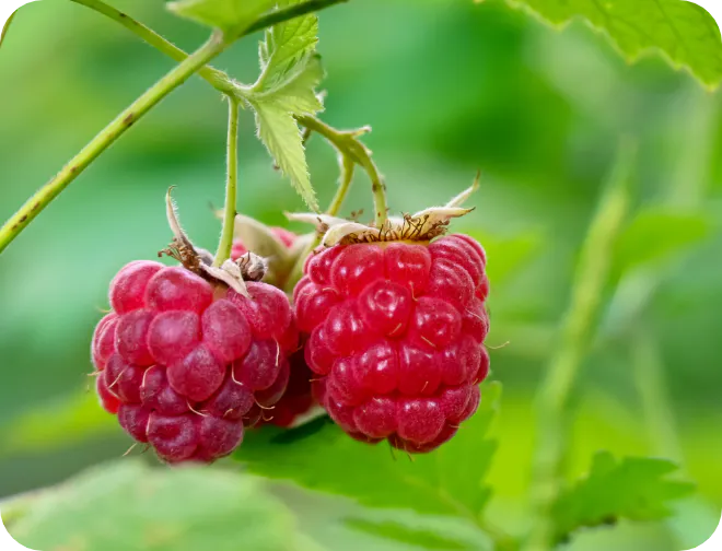 ヨーロッパキイチゴ果実エキス