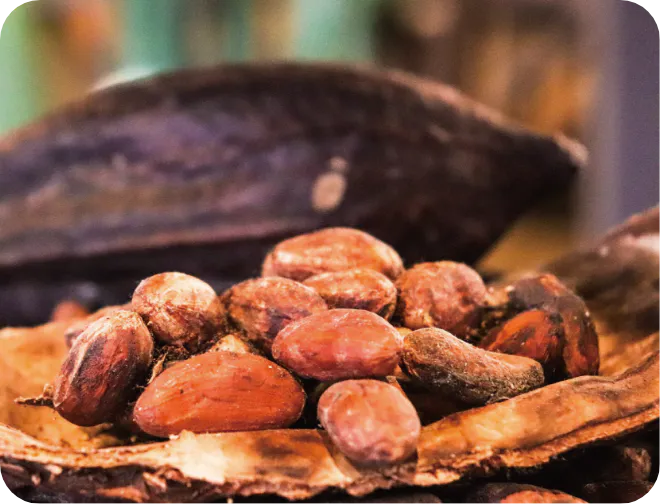 カカオ種子エキス