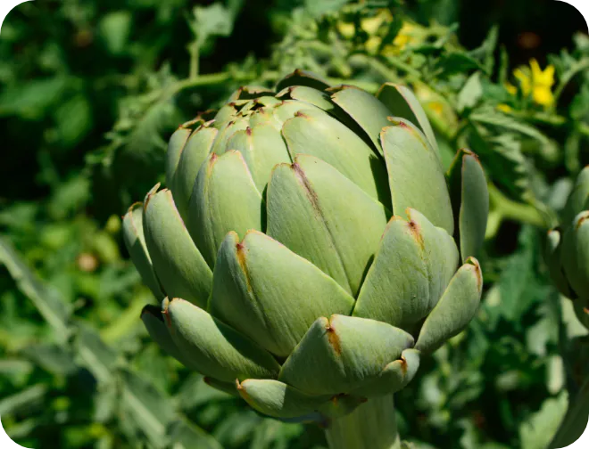 アーチチョーク葉エキス