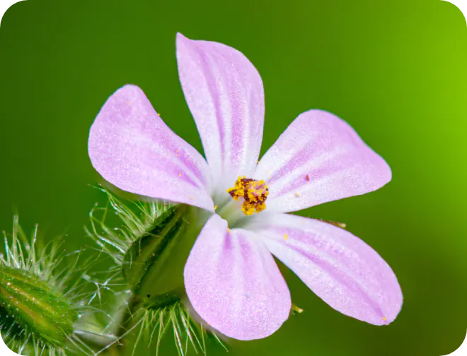 ヒメフウロエキス