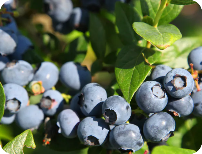ビルベリー葉エキス
